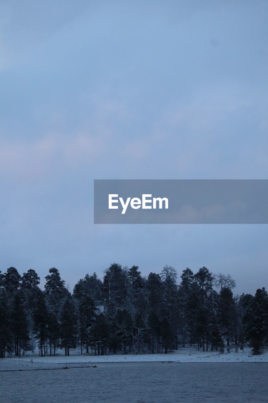 sky, blue, tree, cloud, plant, nature, reflection, no people, winter, low angle view, beauty in nature, day, snow, sunlight, tranquility, coniferous tree, outdoors, pine tree, growth, pinaceae, scenics - nature, copy space, tranquil scene