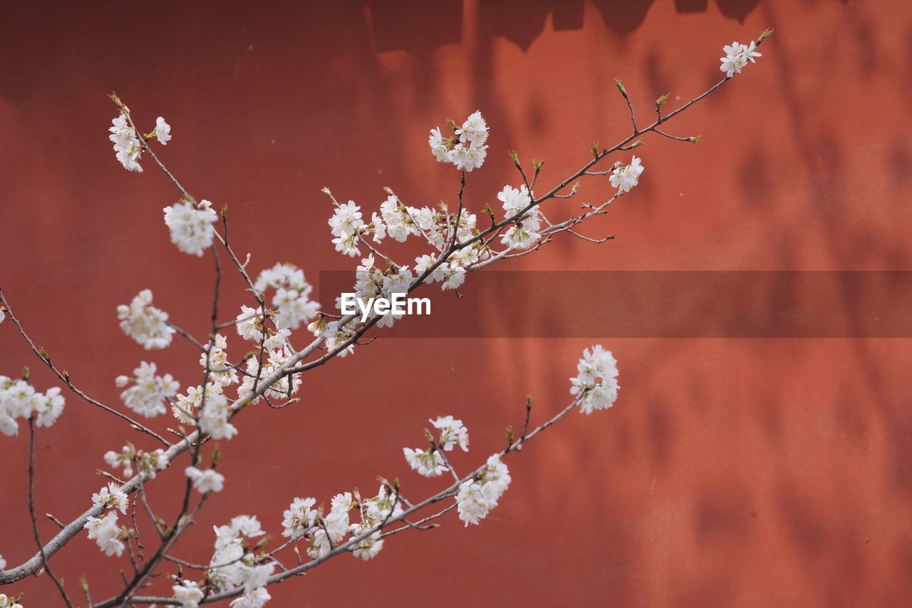 CLOSE-UP OF CHERRY BLOSSOM AGAINST TREE