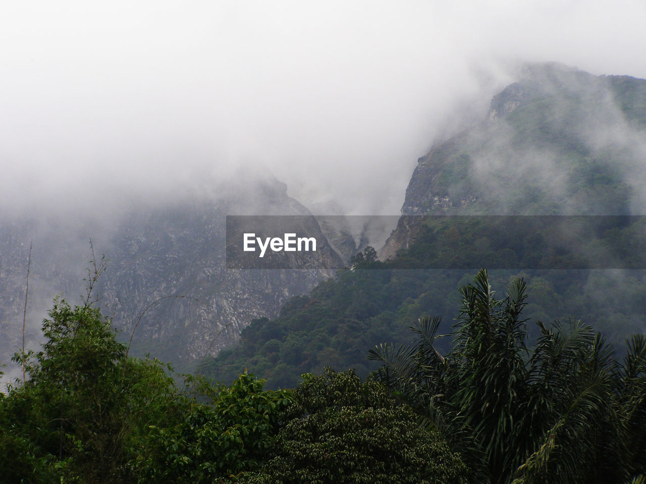 TREES AND MOUNTAINS AGAINST SKY