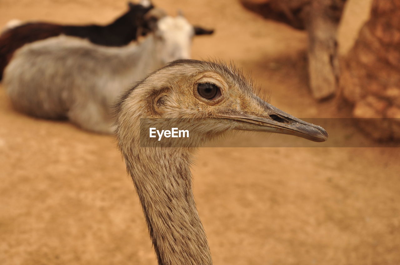 animal themes, animal, bird, beak, animal wildlife, one animal, wildlife, close-up, ostrich, animal body part, ratite, focus on foreground, no people, nature, animal head, emu, day, mammal, outdoors, young animal