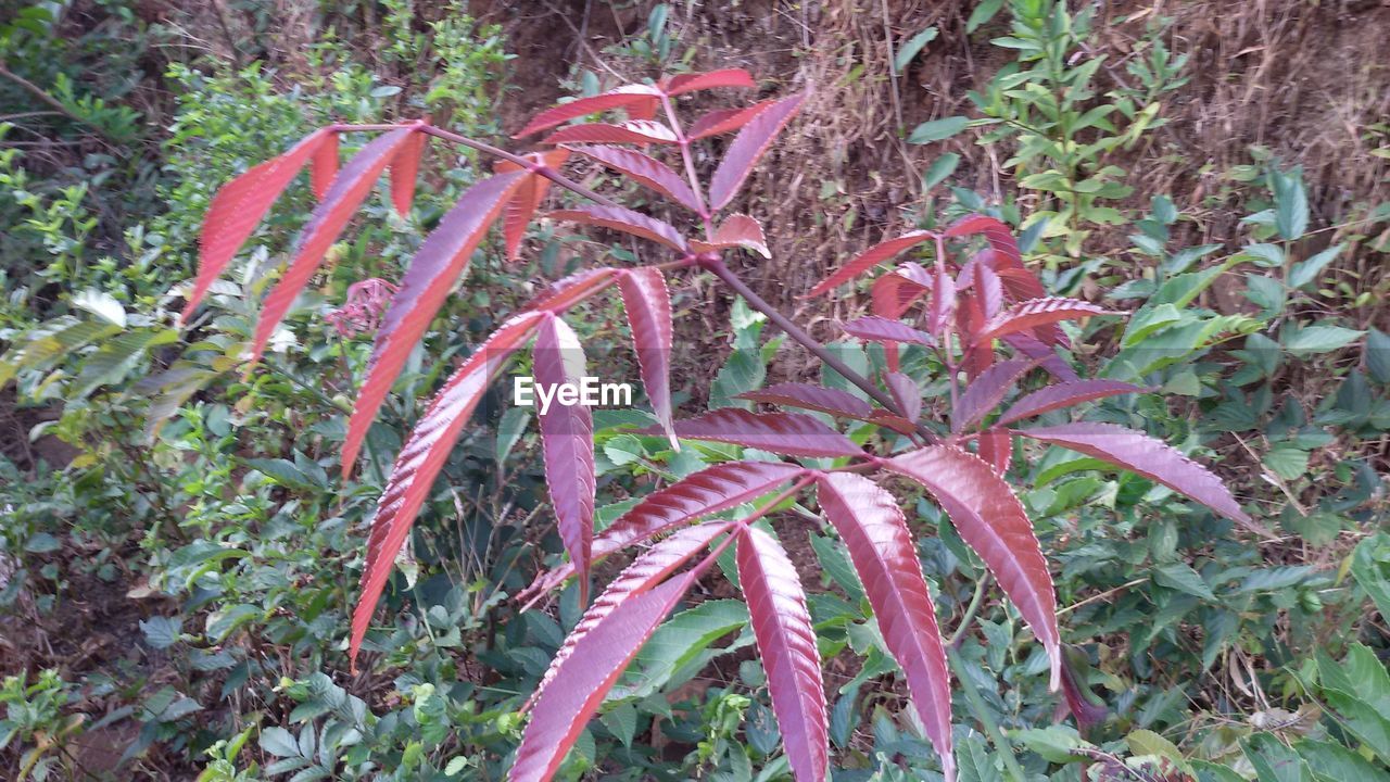 CLOSE-UP OF RED PLANT