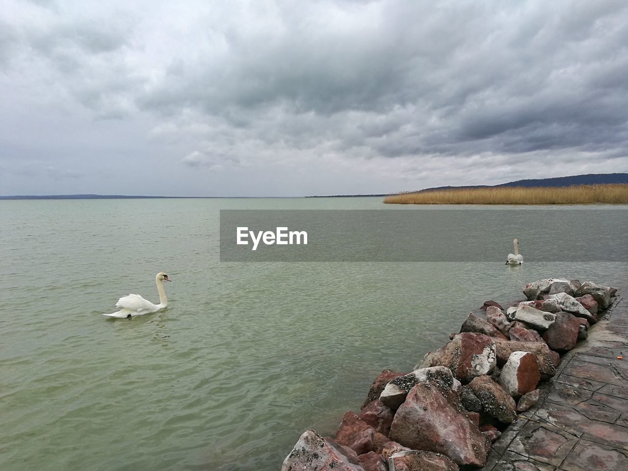 VIEW OF SEAGULLS ON ROCK