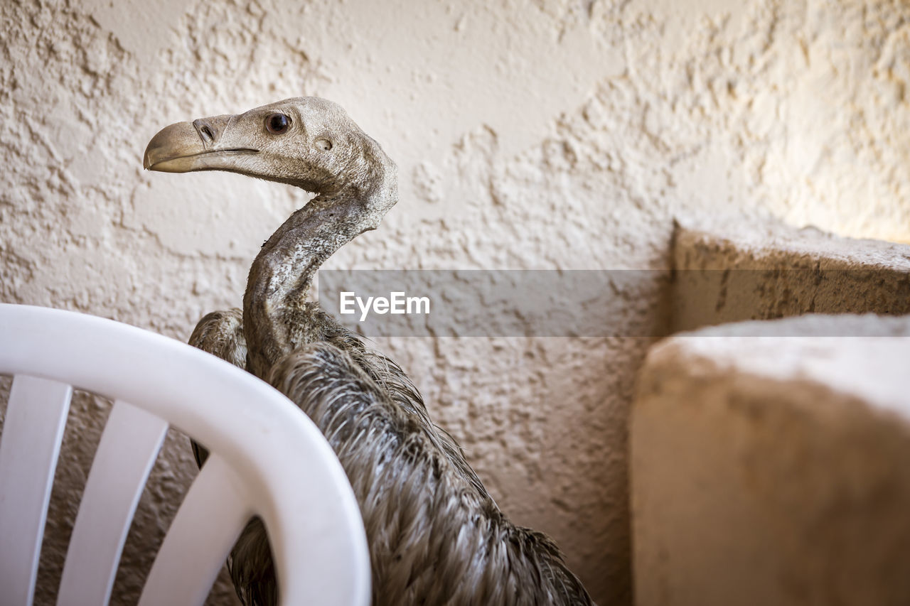 Close-up of vulture bird against wall