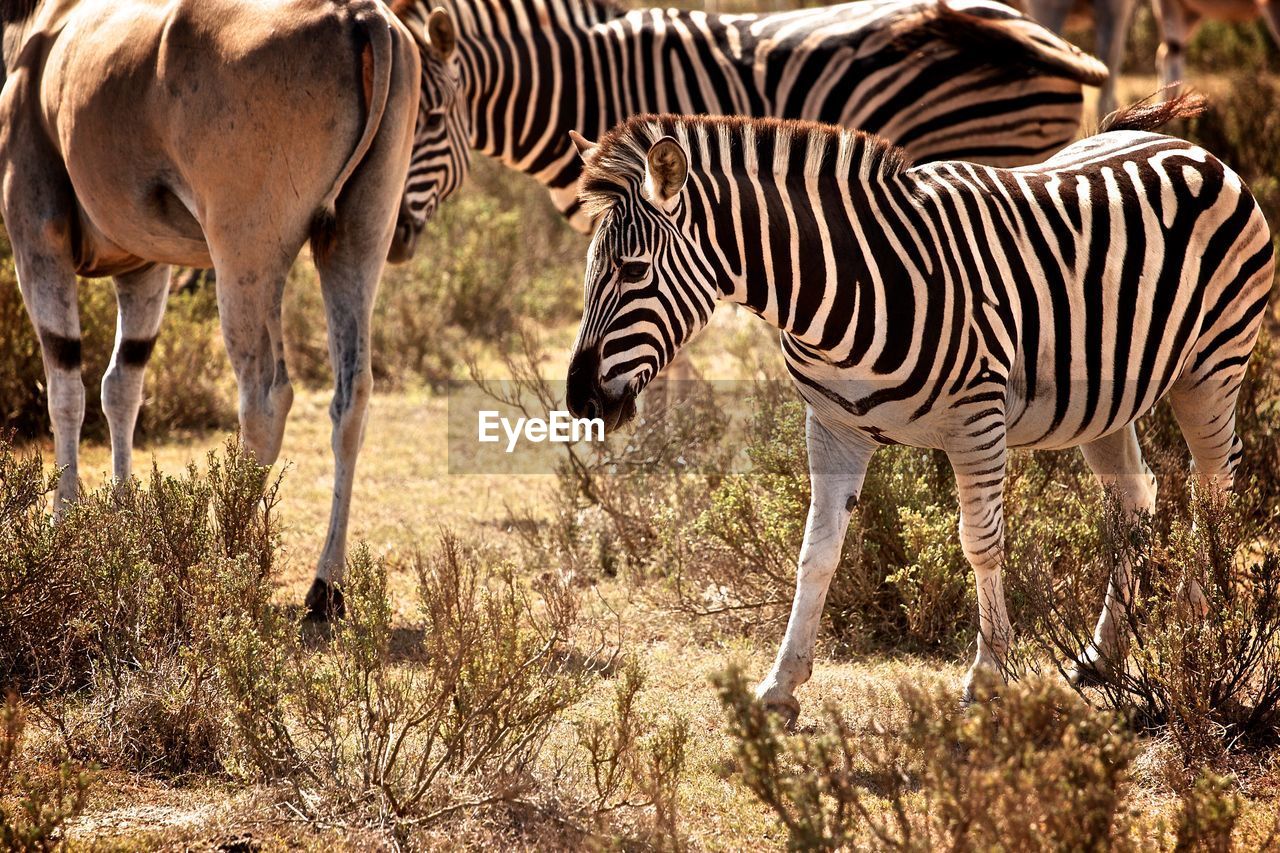 Zebras standing by plants on field