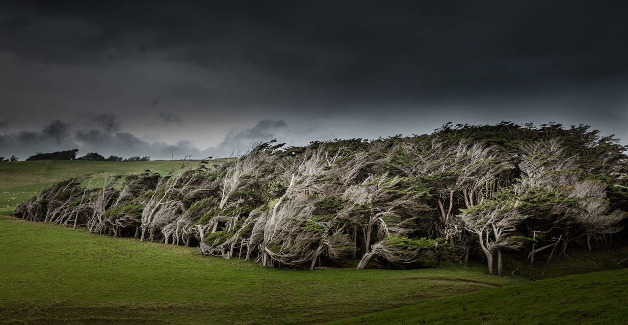 Trees on field against storm clouds
