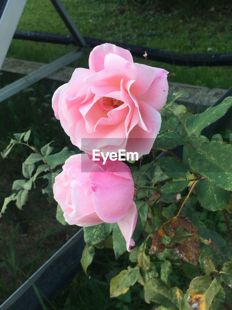 CLOSE-UP OF PINK ROSE BLOOMING IN GARDEN