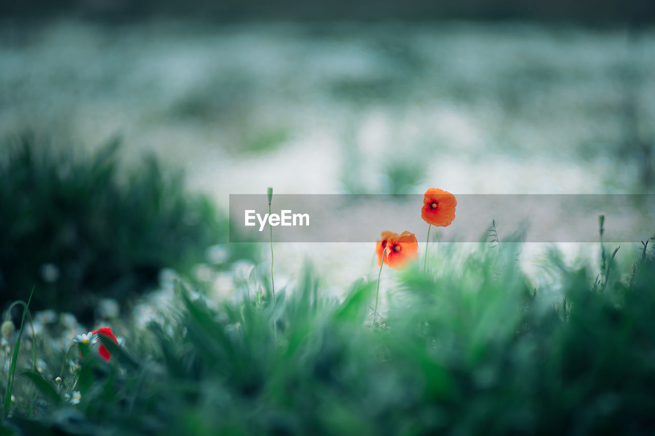 Close-up of red poppy flowers on field