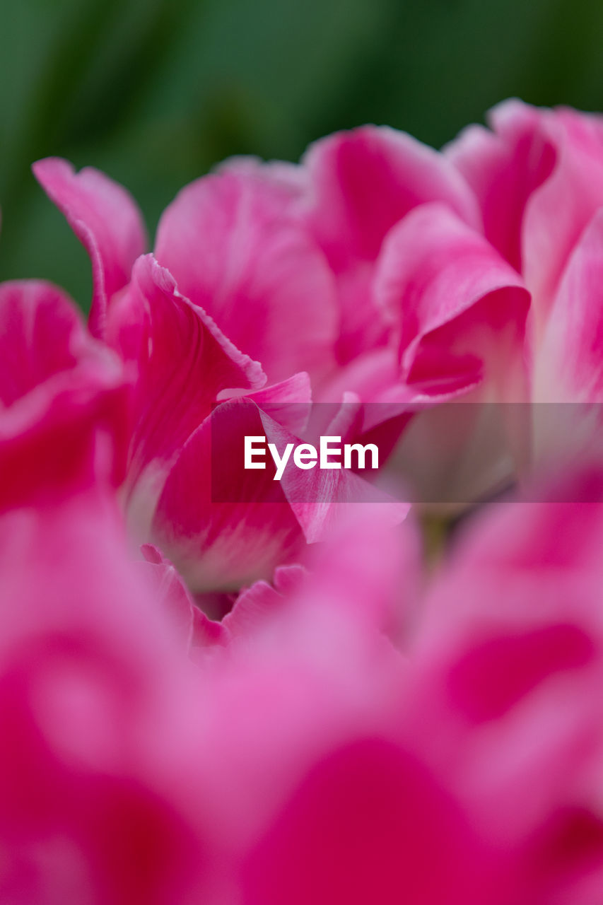 CLOSE-UP OF PINK ROSE