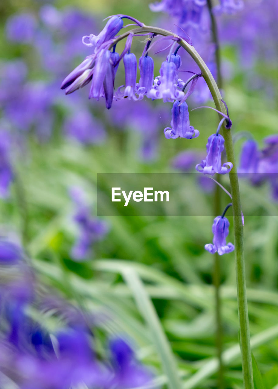 CLOSE UP OF PURPLE FLOWER