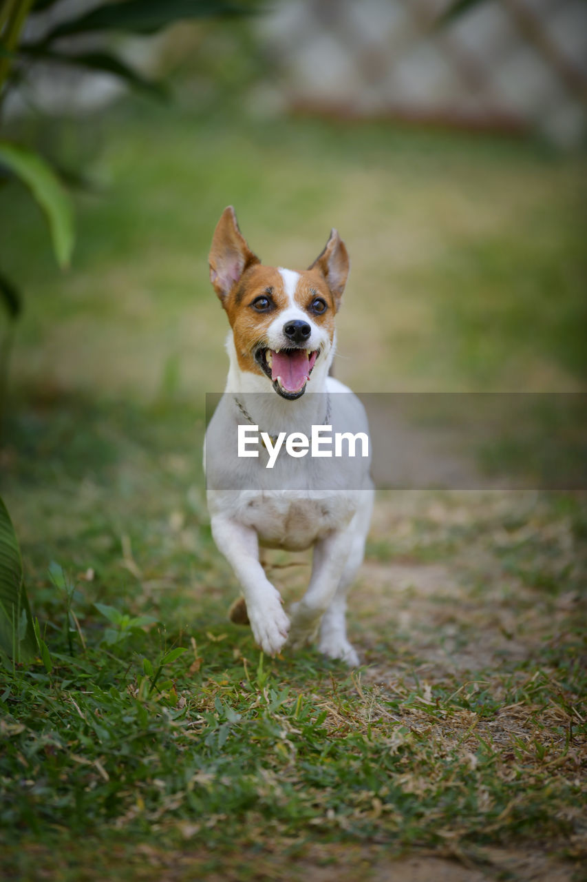 PORTRAIT OF A DOG RUNNING ON GRASS