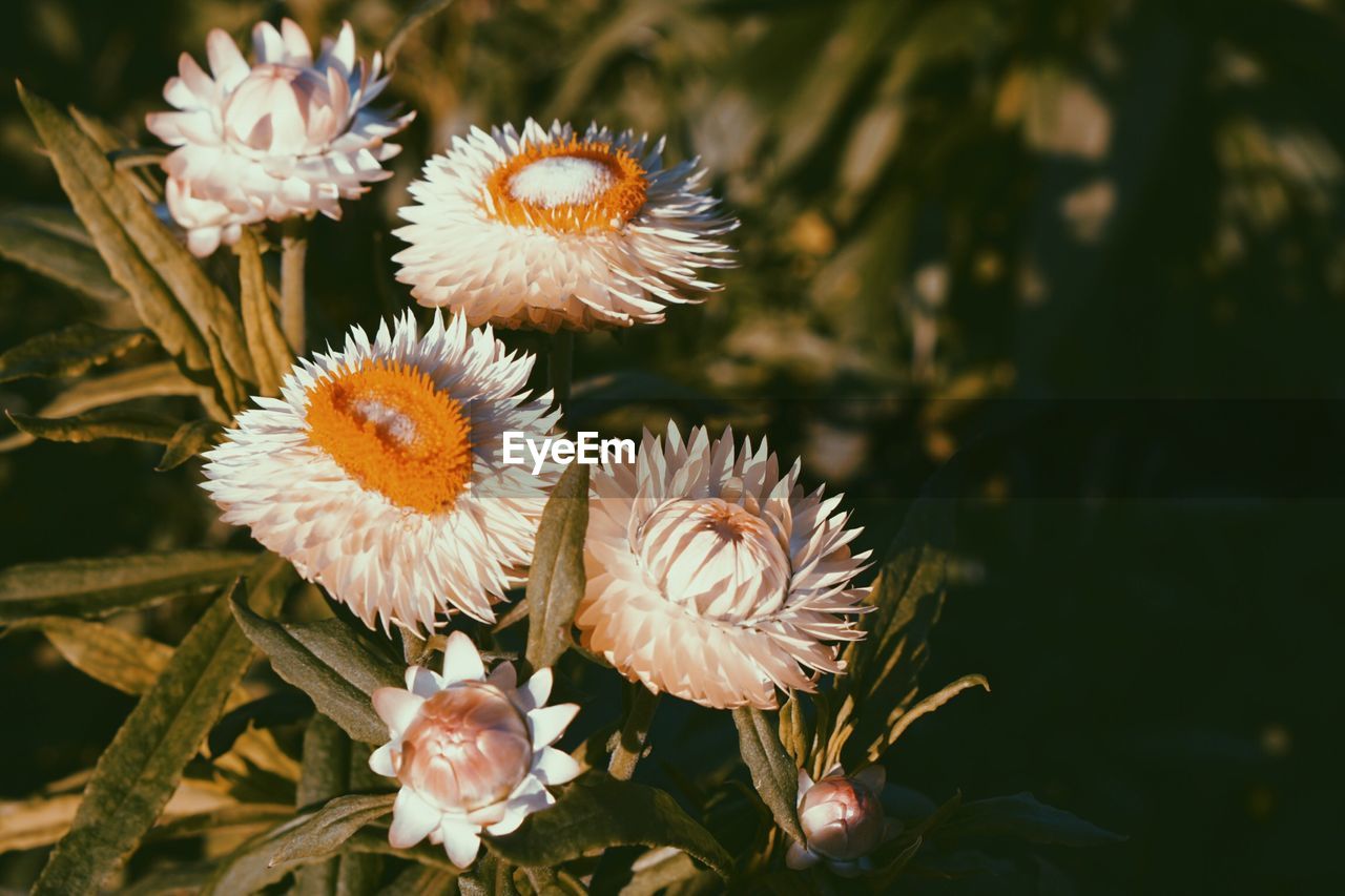 Close-up of flowers blooming outdoors