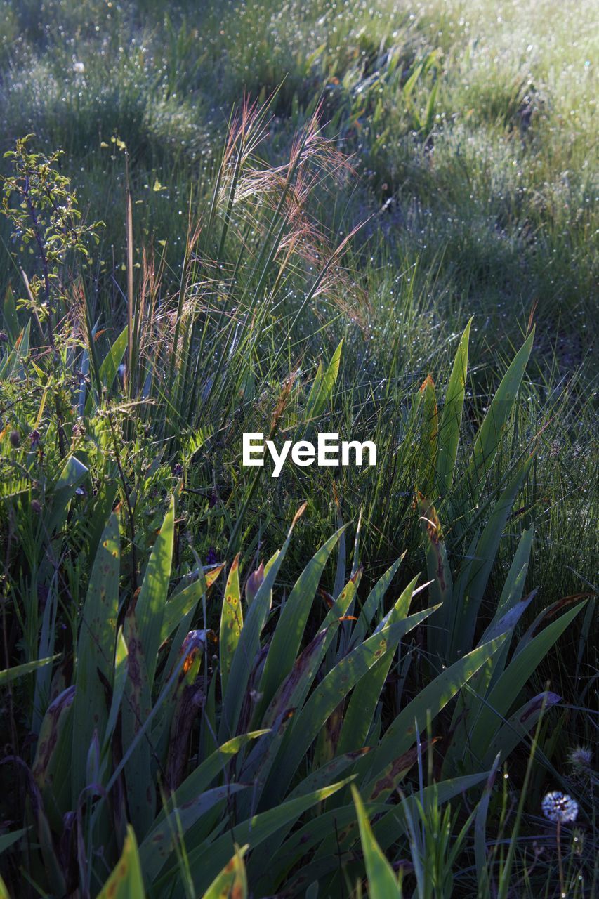 HIGH ANGLE VIEW OF PLANTS ON FIELD