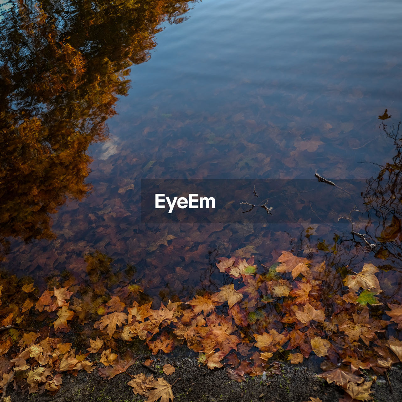 reflection, water, nature, autumn, leaf, plant part, tree, lake, high angle view, beauty in nature, no people, tranquility, day, plant, sunlight, morning, wilderness, outdoors, scenics - nature, tranquil scene, land, non-urban scene, standing water, environment