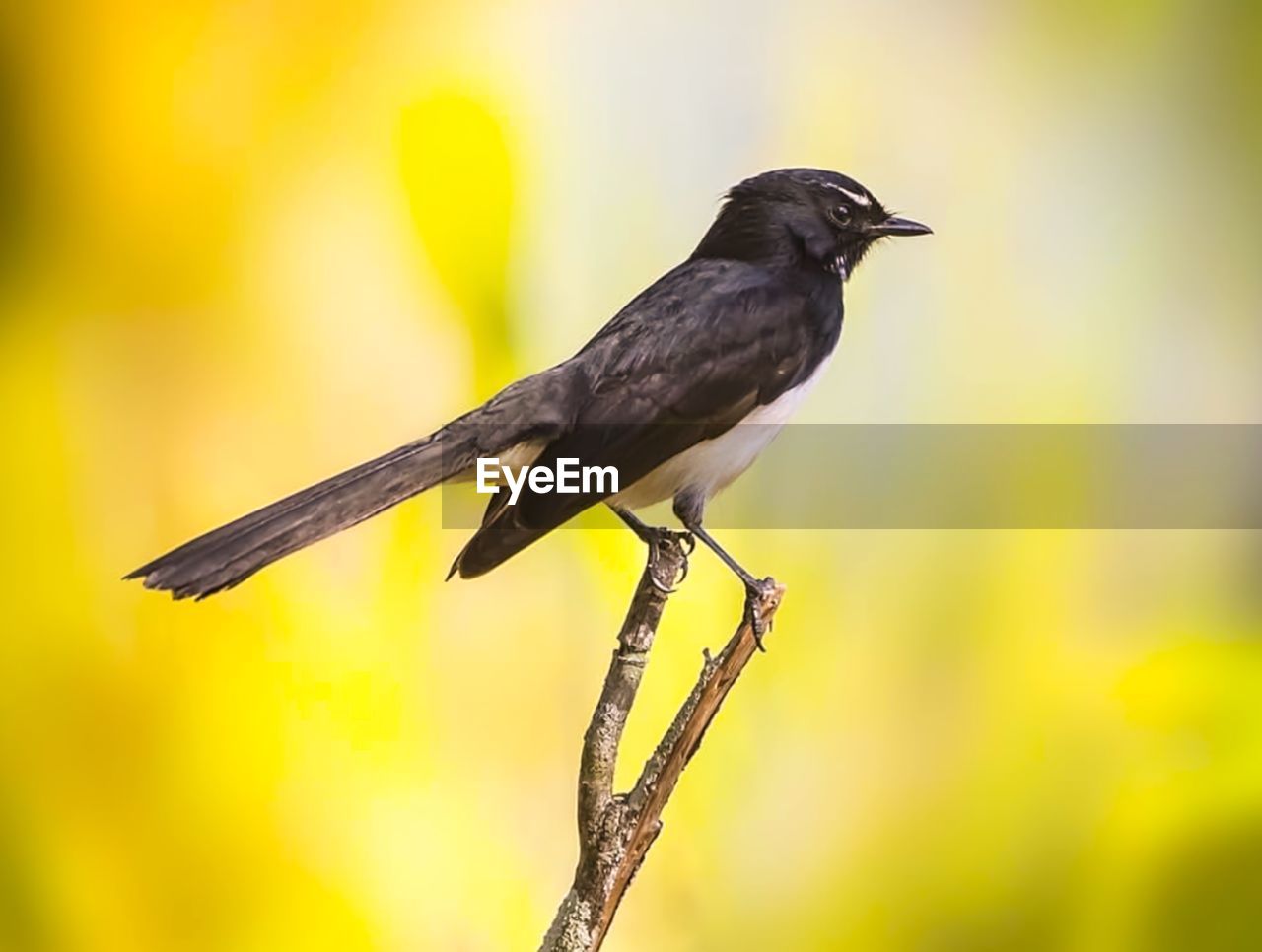 Close-up of bird perching on branch