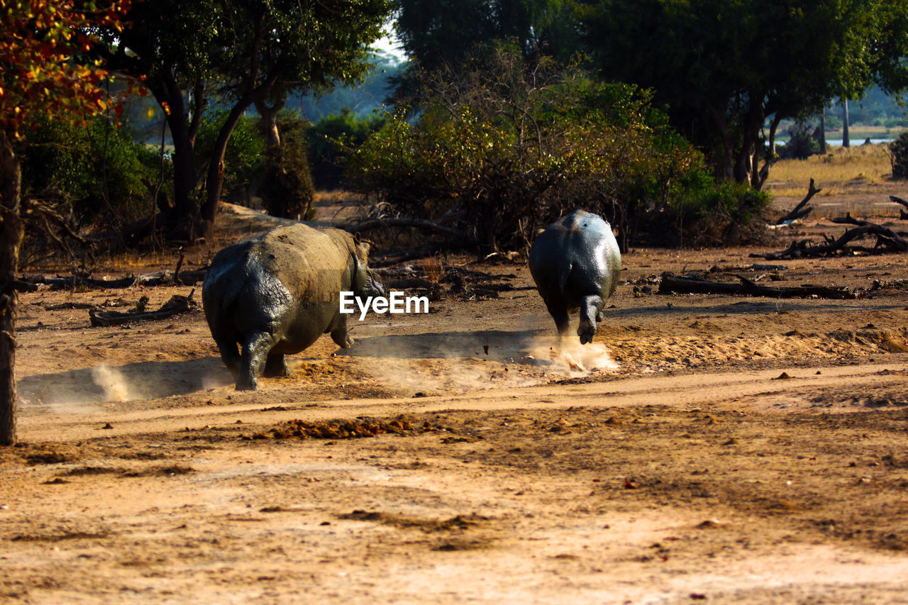 Hippos running