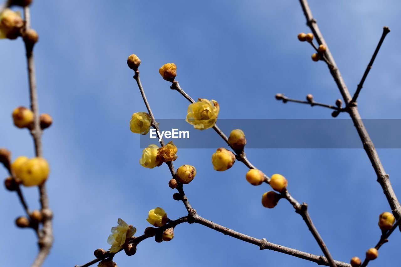 Low angle view of flowering plants against blue sky