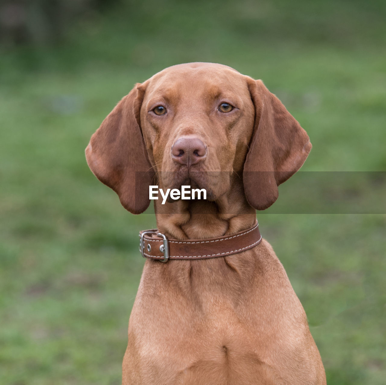 Portrait of vizsla on field