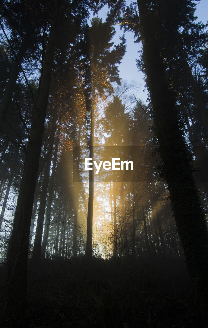 Low angle view of trees in forest