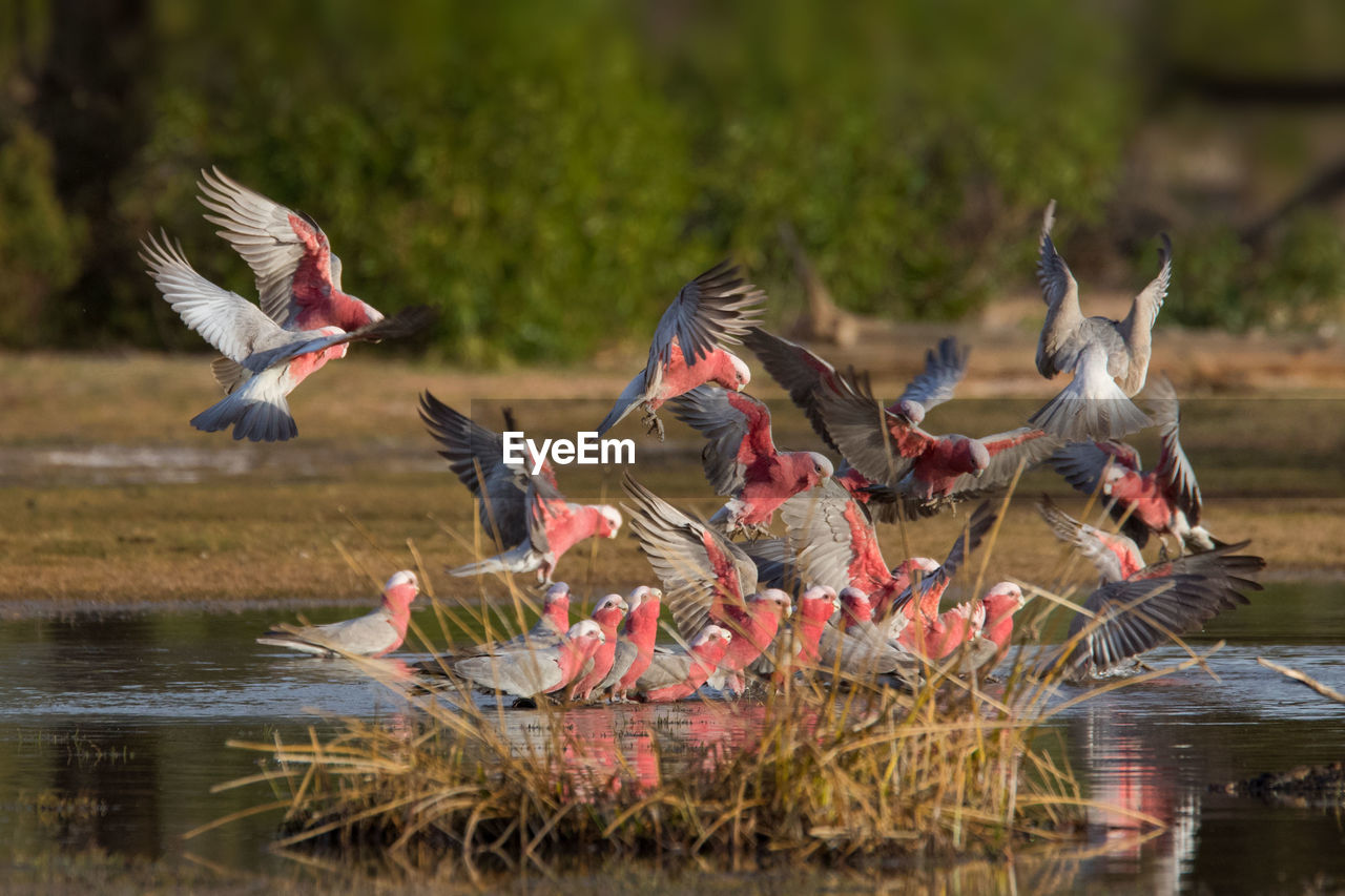 FLOCK OF BIRDS IN LAKE