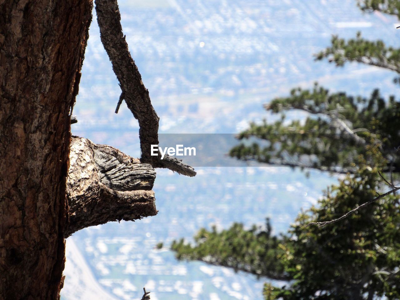 CLOSE-UP OF BIRD ON TREE TRUNK AGAINST LAKE