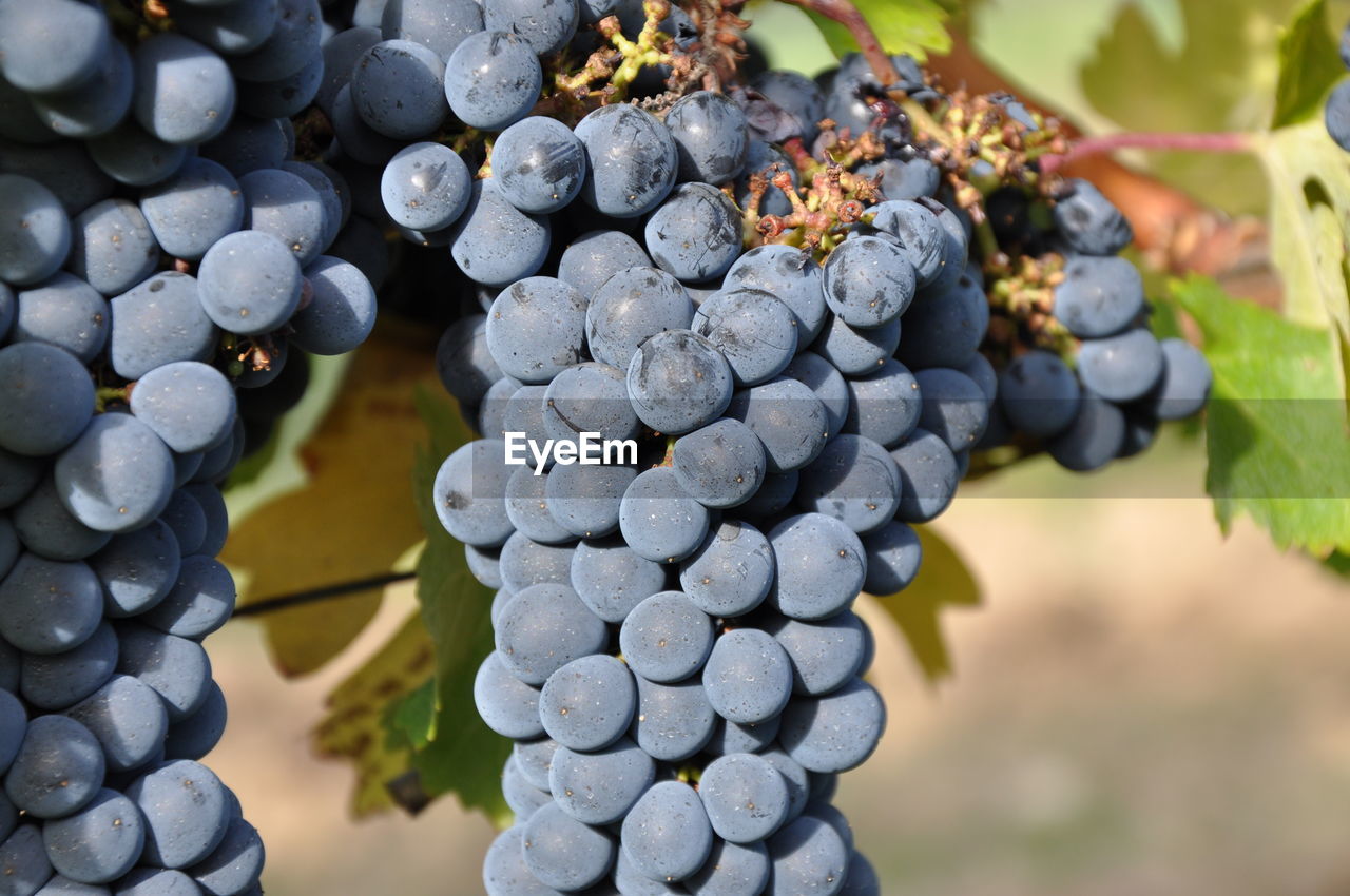 CLOSE-UP OF GRAPES GROWING IN VINEYARD