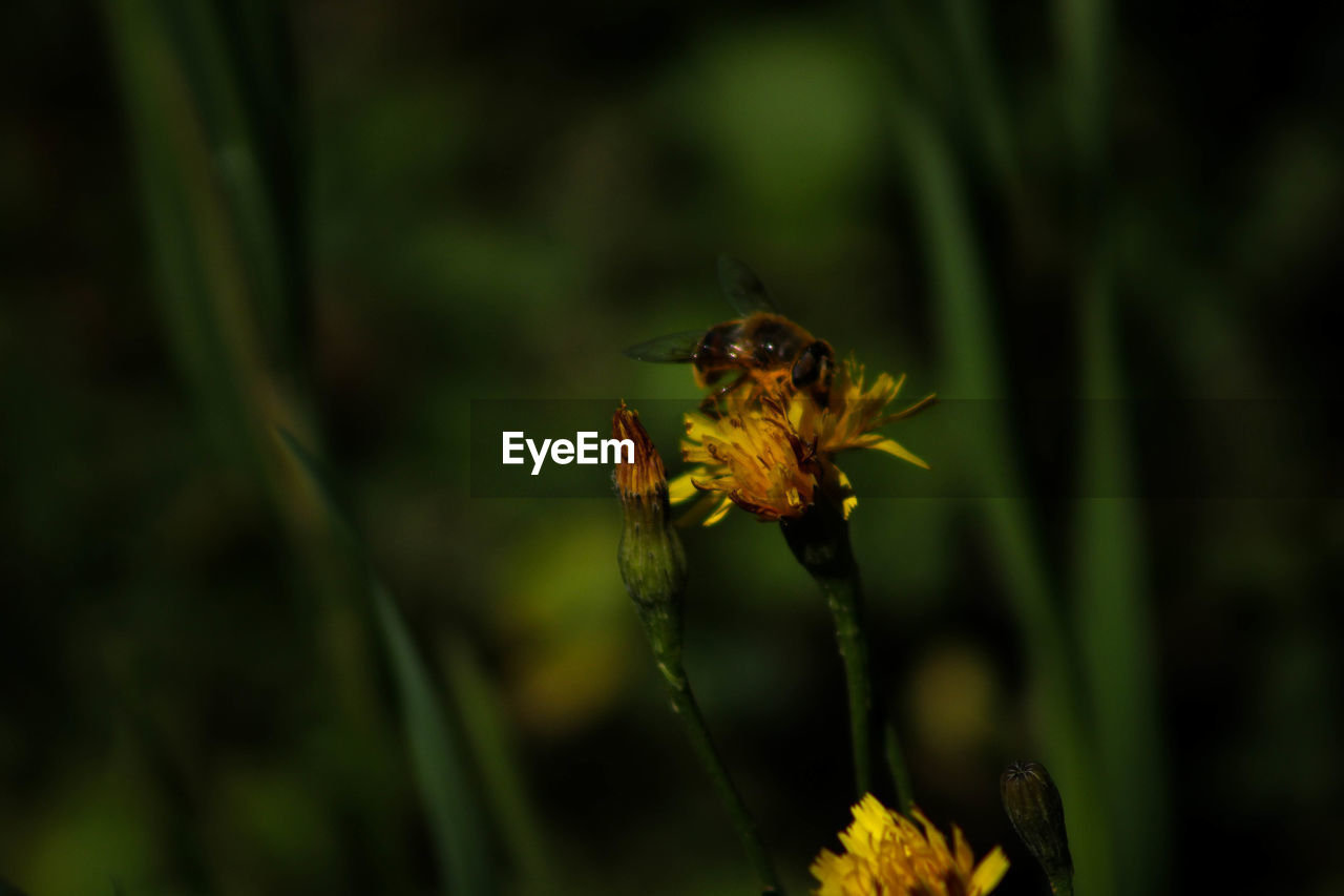 CLOSE-UP OF HONEY BEE POLLINATING ON YELLOW FLOWER