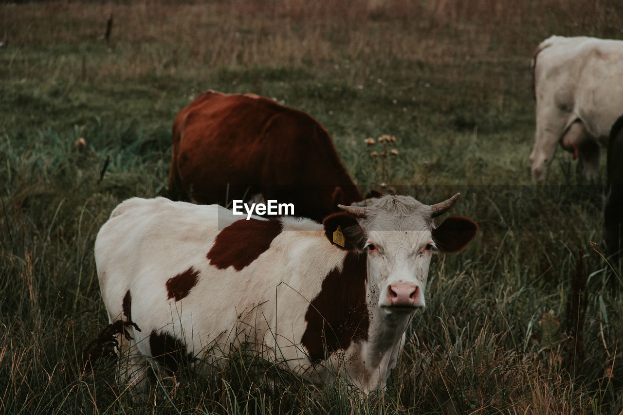 Cow standing in a field