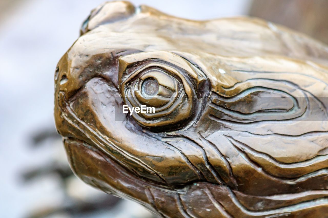 CLOSE-UP OF A TURTLE