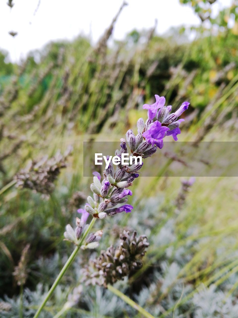 CLOSE-UP OF LAVENDER FLOWERS GROWING ON FIELD