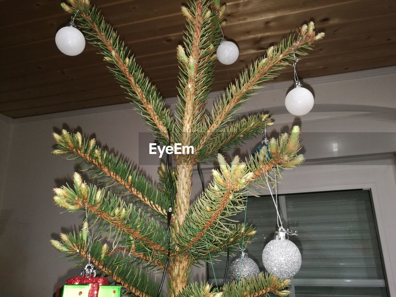 LOW ANGLE VIEW OF CHRISTMAS DECORATION HANGING ON TREE AT HOME