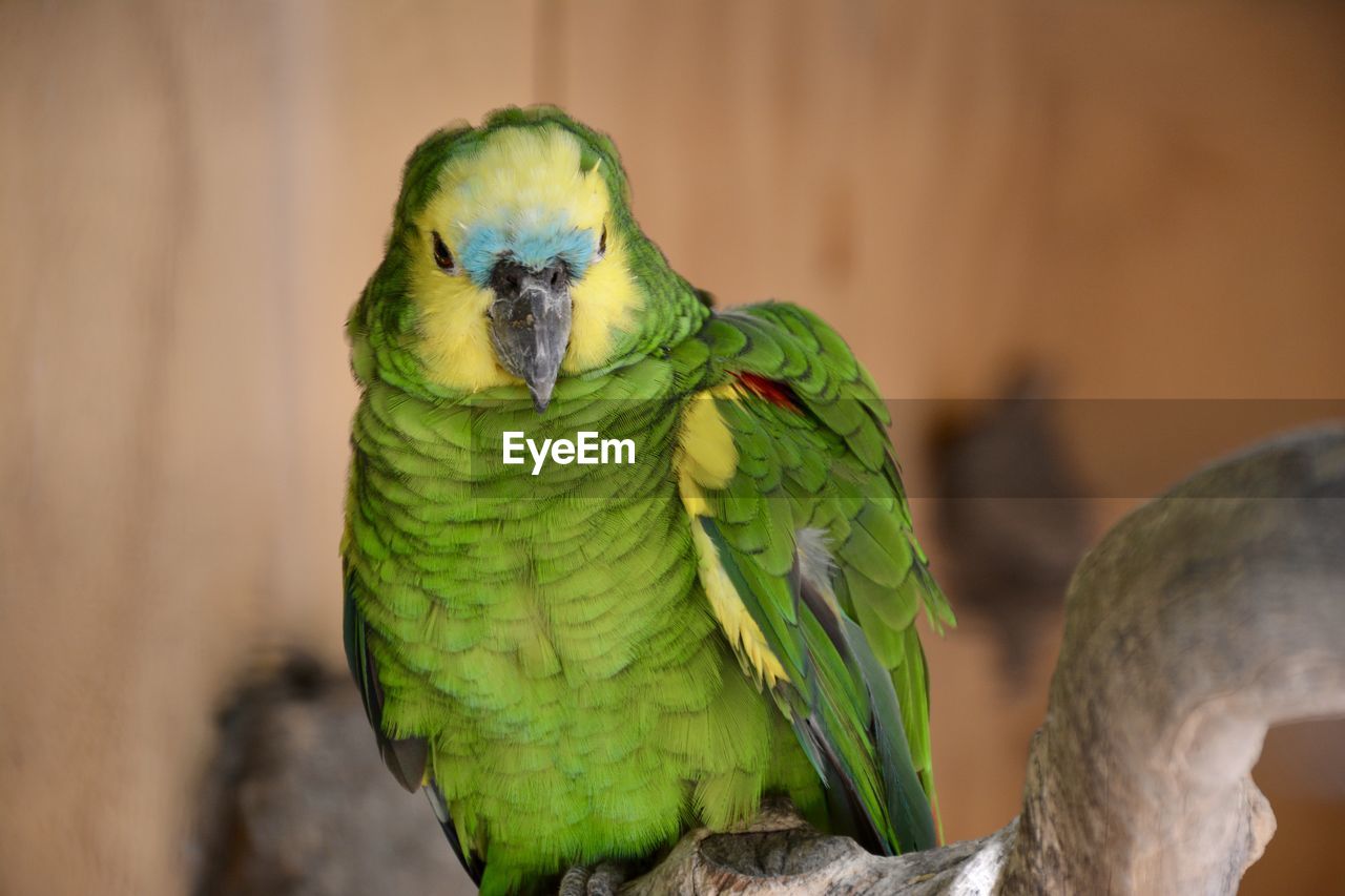 Close-up of parrot perching on branch