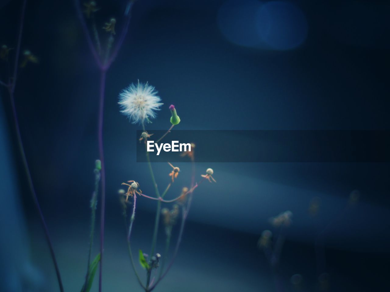 CLOSE-UP OF DANDELION ON PLANT AT NIGHT