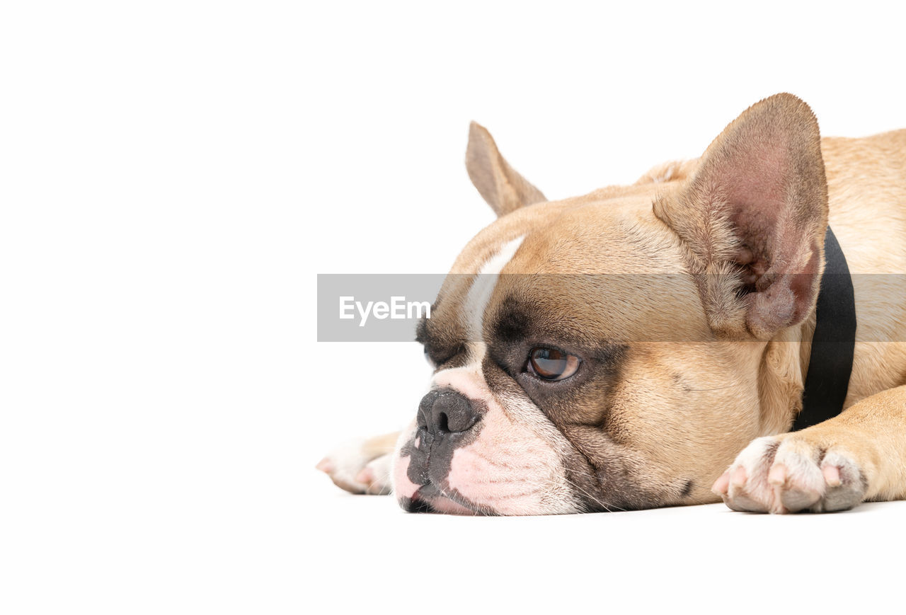 An anorexic french bulldog lying on a white background, health dog concept