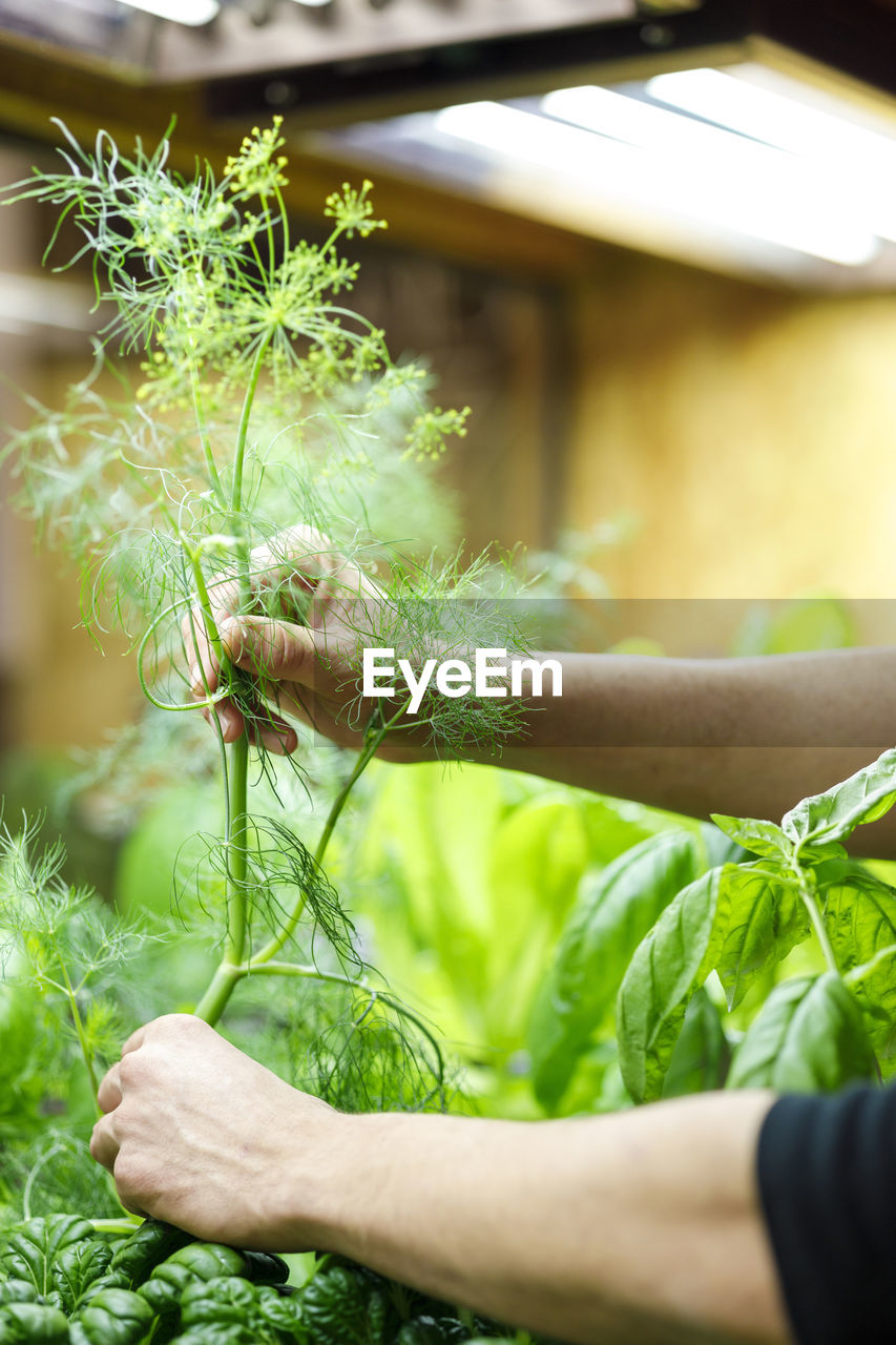 Chef holding herb plant at restaurant vegetable garden