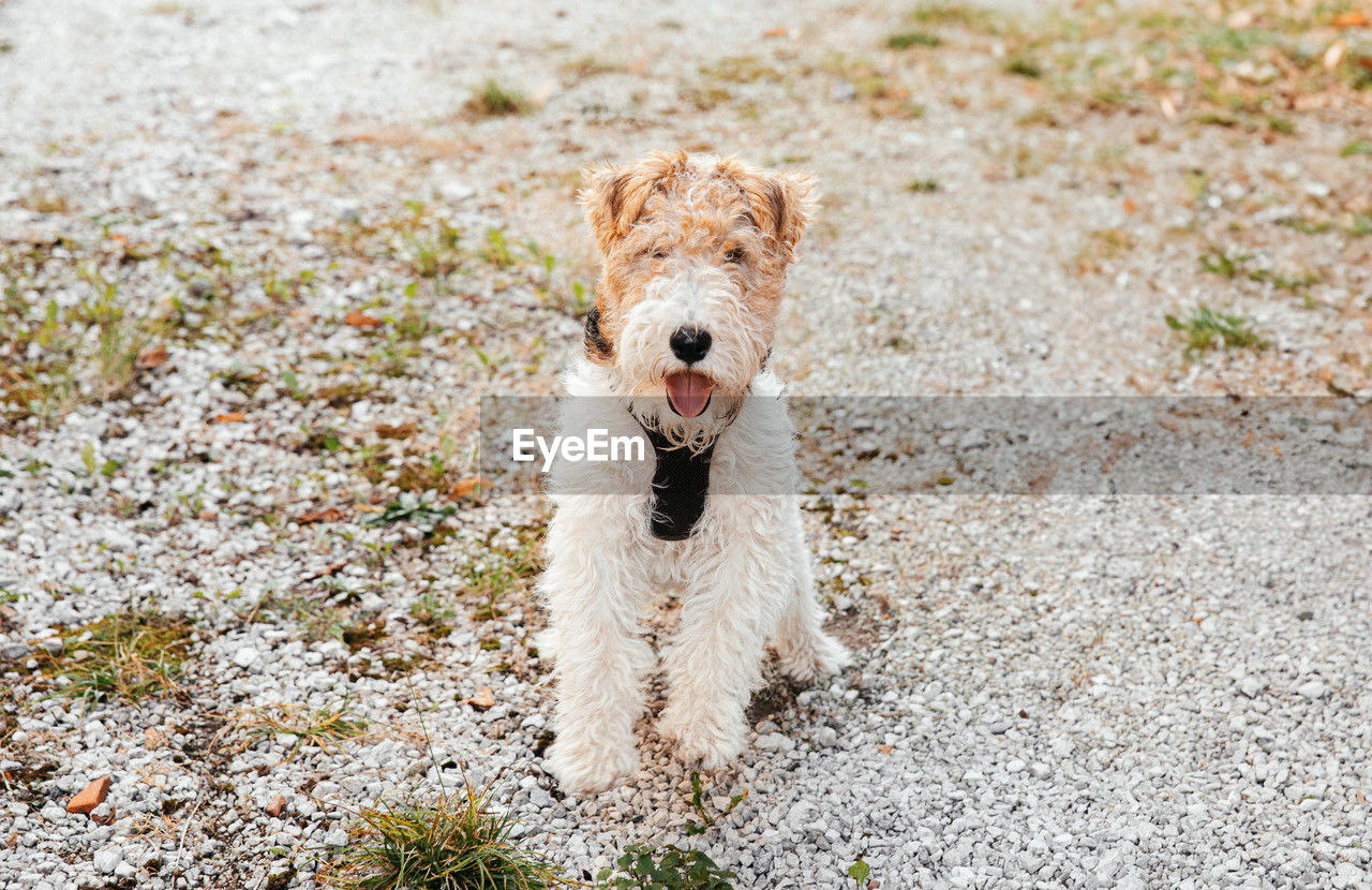 A glimpse of adventure,young fox terrier with clearing and house backdrop, pet outside