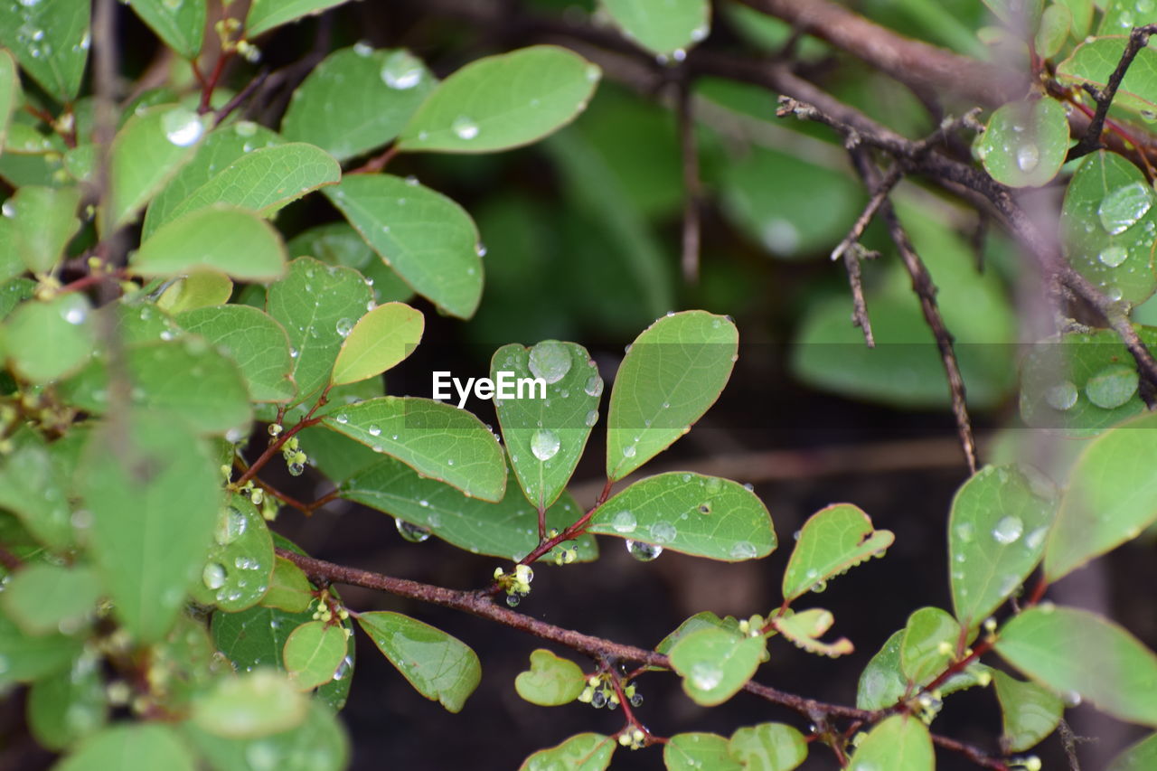 Close-up of wet plant leaves