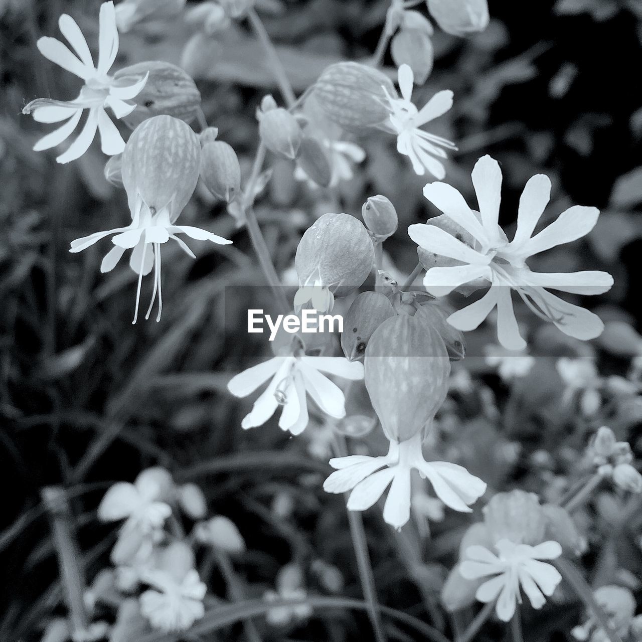CLOSE-UP OF FLOWERING PLANT