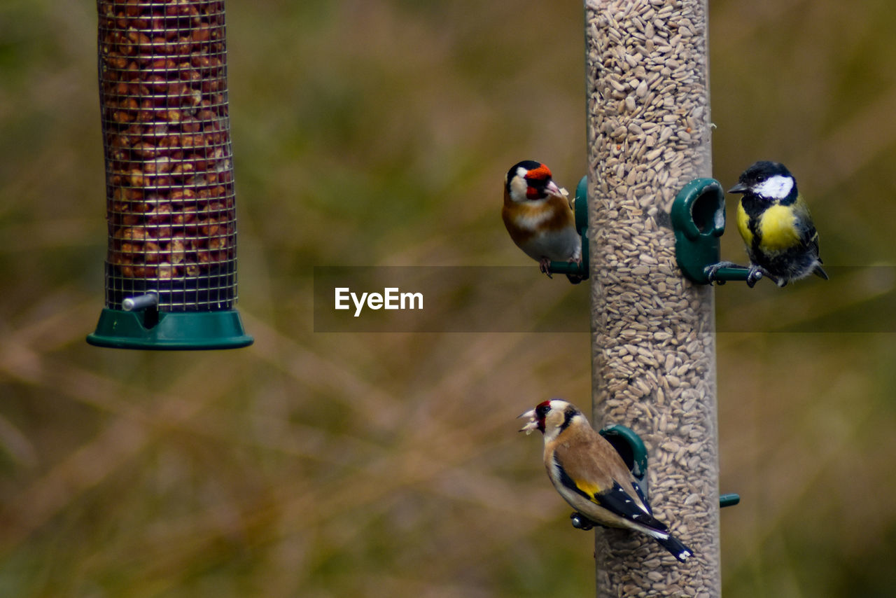 Birds perching on a bird feeder