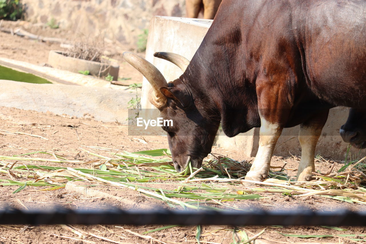 Awesome close view of indian bison grazing grass on field of zoo.