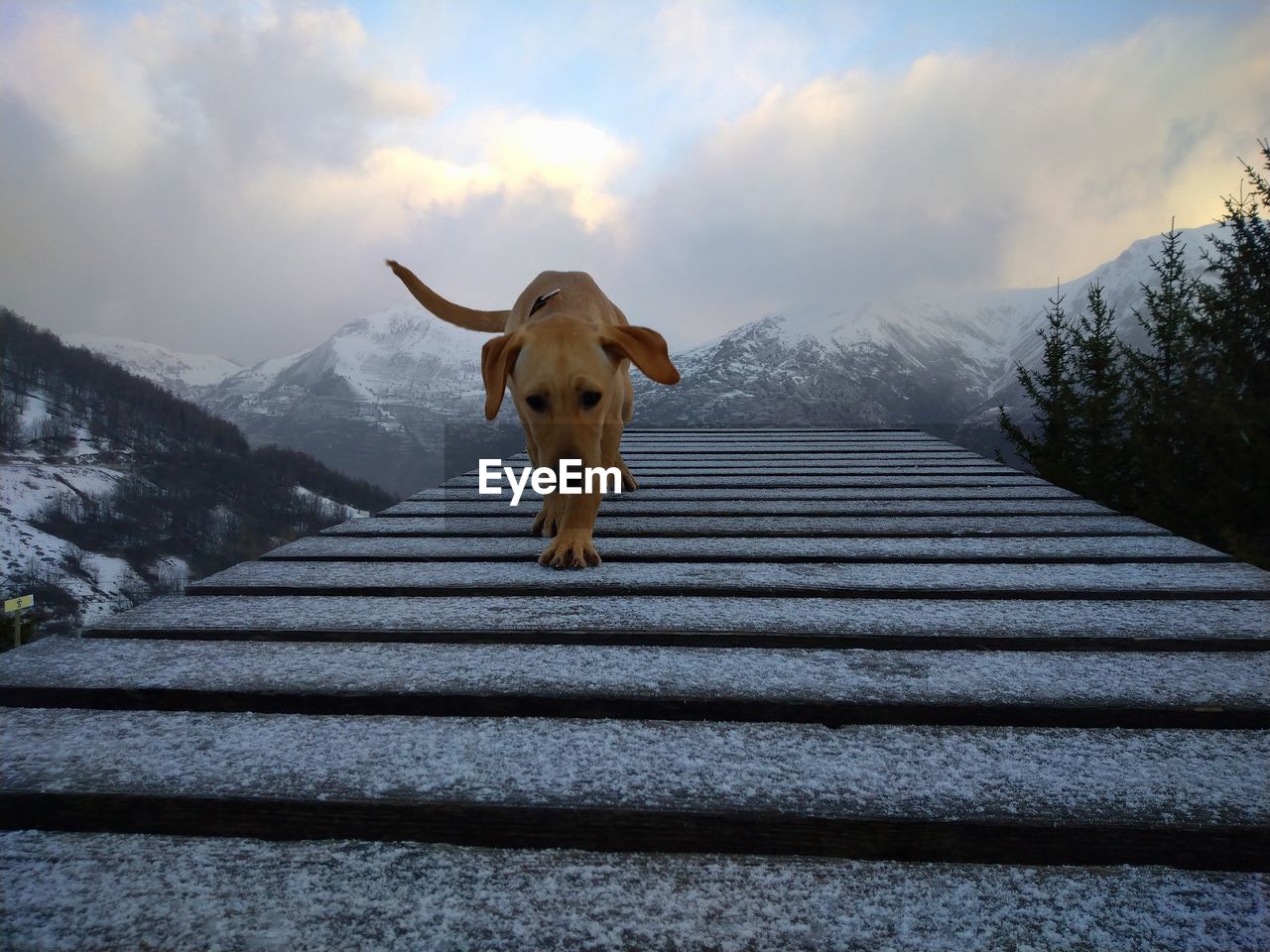 DOG ON SNOW COVERED MOUNTAIN