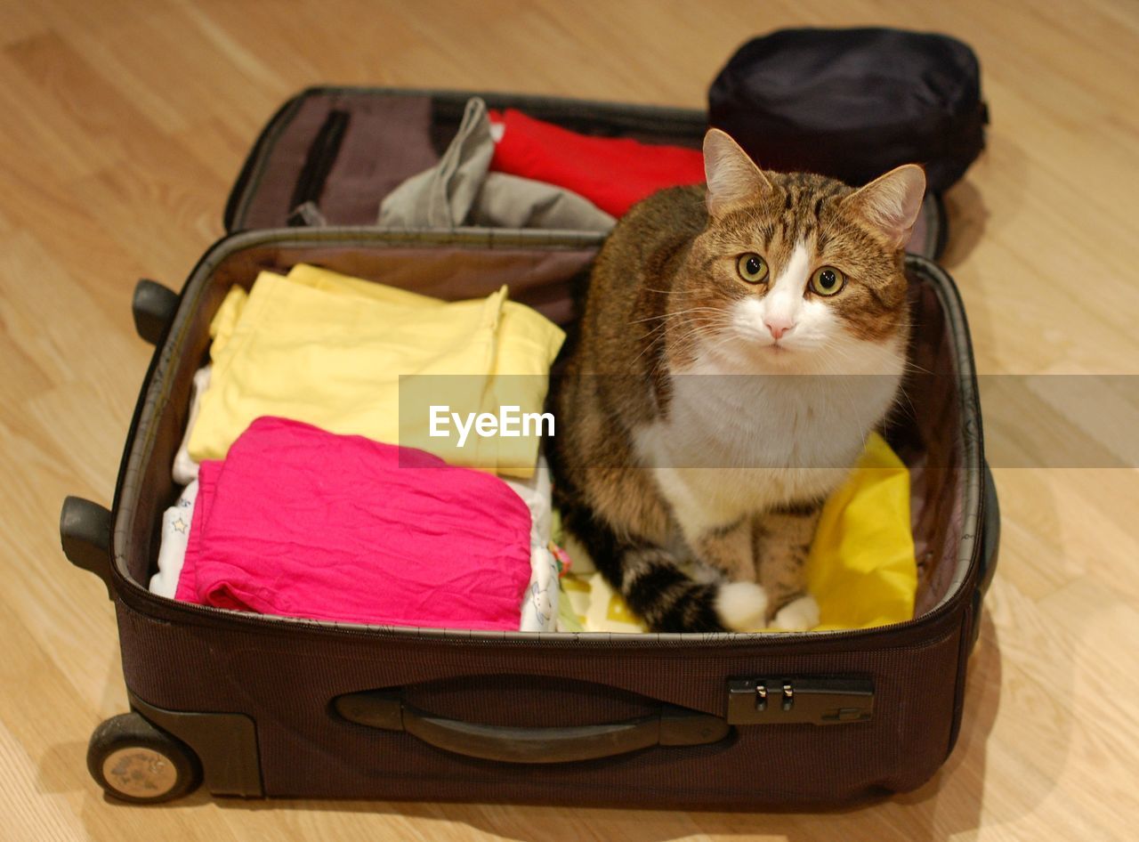 High angle portrait of cat in luggage on floor