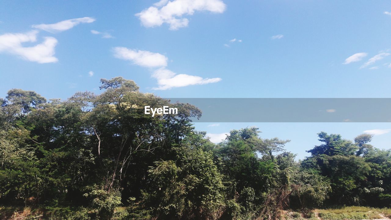 LOW ANGLE VIEW OF TREES AGAINST SKY