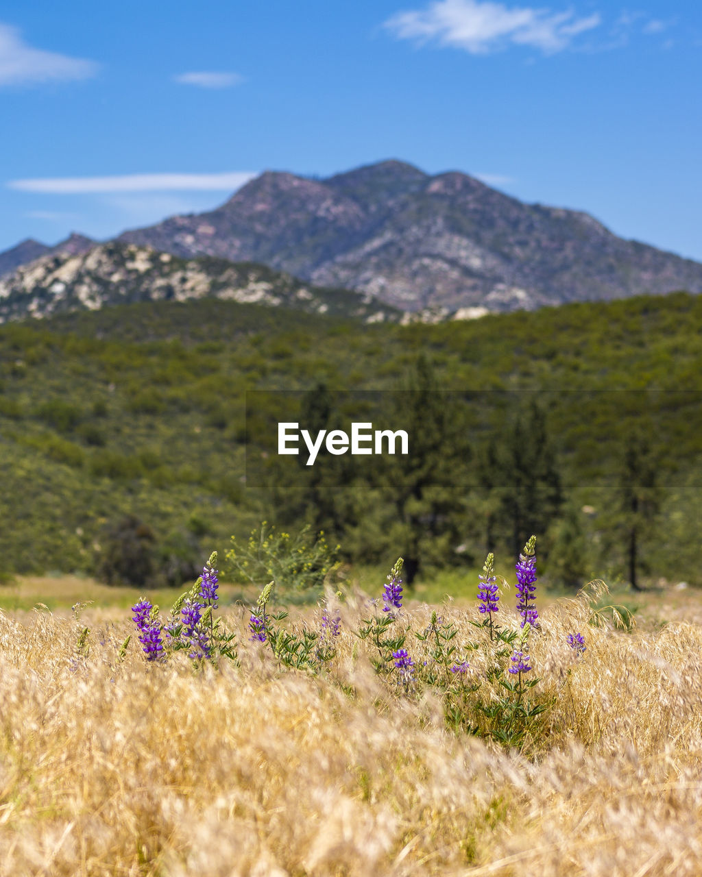 Close-up of flowers growing in field