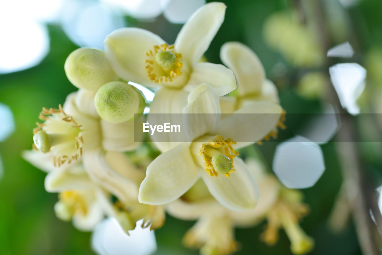 CLOSE-UP OF WHITE FLOWER