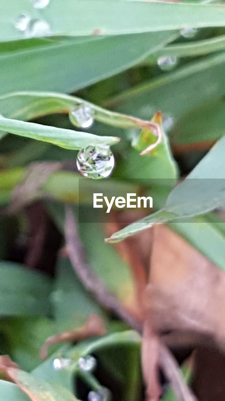 CLOSE-UP OF WATER DROPS ON PLANTS