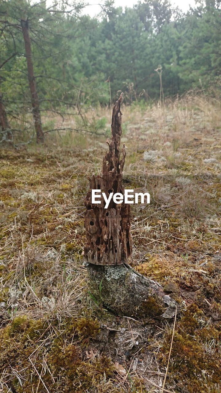 TREE STUMP IN FOREST