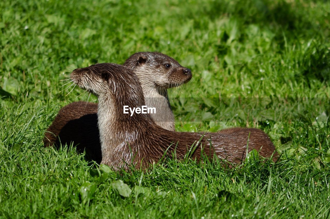 SIDE VIEW OF AN ANIMAL ON GRASS