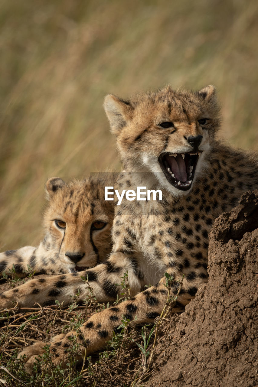 Close-up of cheetah with cubs on land