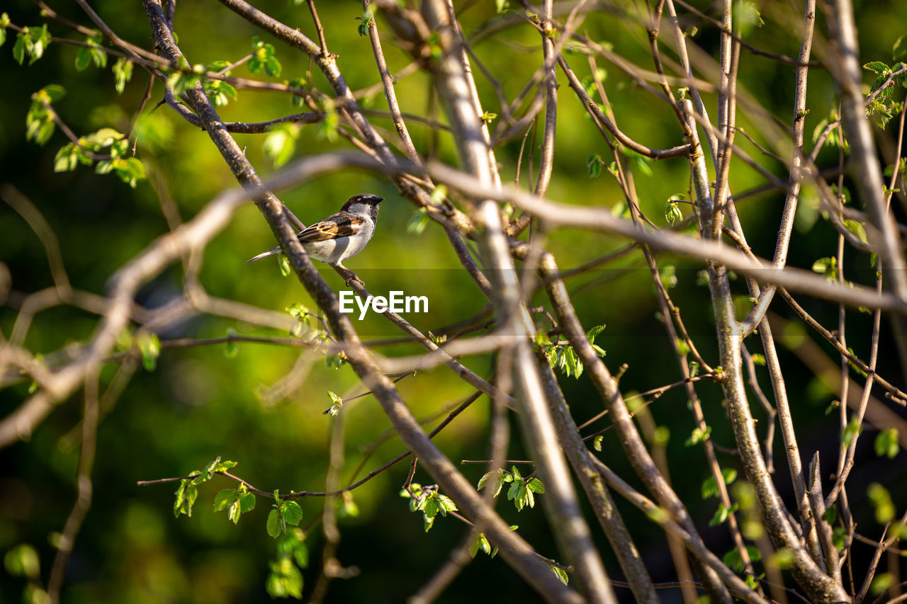 green, nature, animal, animal themes, plant, tree, animal wildlife, branch, leaf, wildlife, bird, grass, one animal, no people, flower, sunlight, outdoors, environment, forest, beauty in nature, twig, focus on foreground, land, perching, plant part, mammal, day, social issues, travel destinations