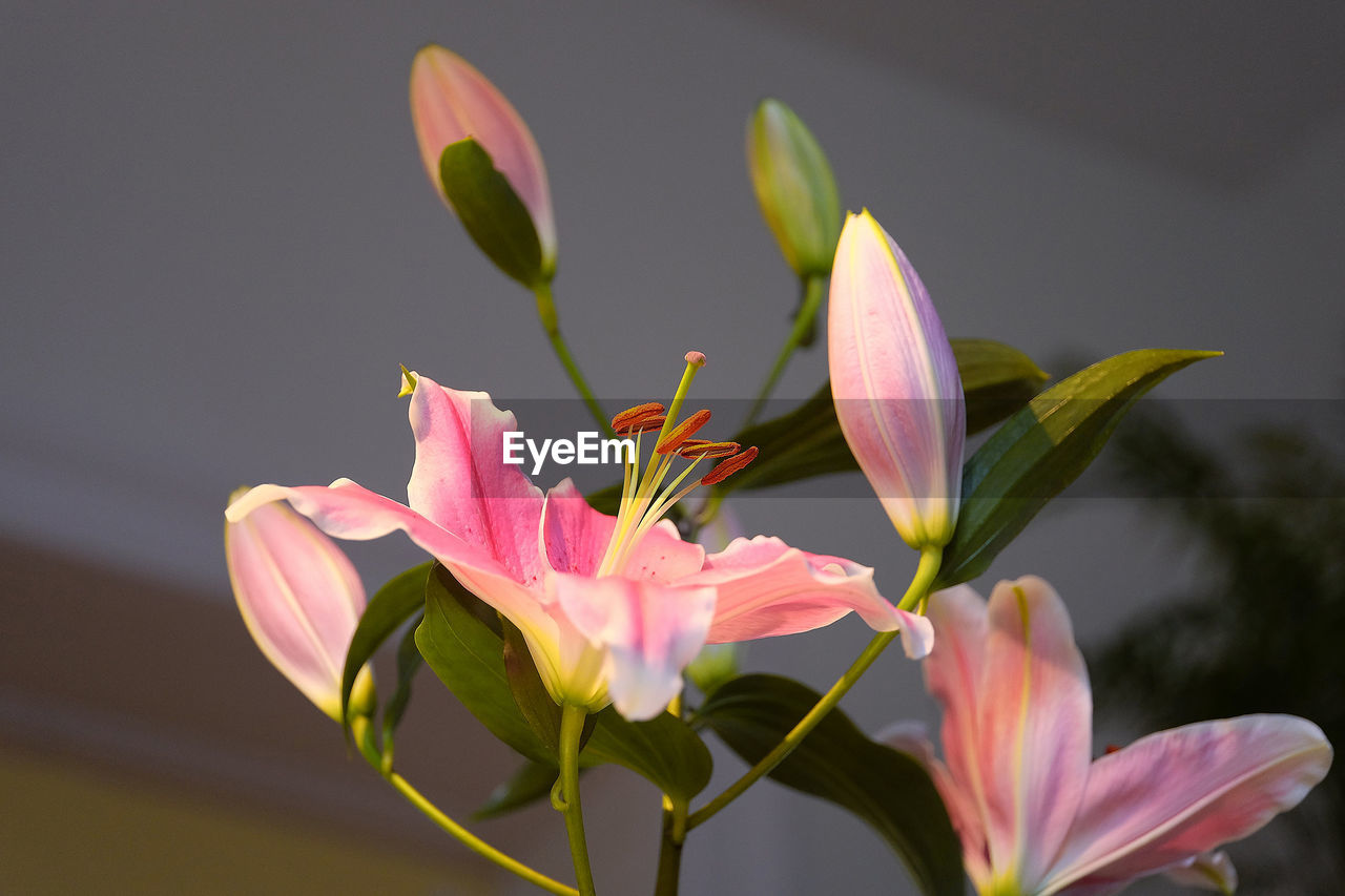 Close-up of pink lilies blooming outdoors